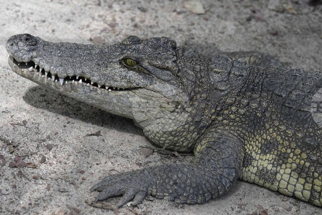 Палеонтолози откриха суперхищник, родственик на крокодила