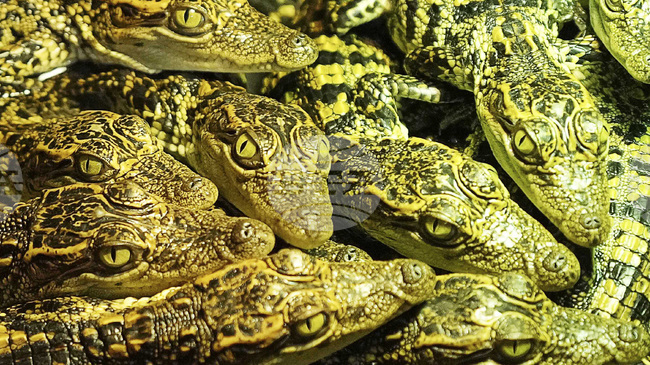 Няколко крокодила са открити в дренажен канал в египетско село