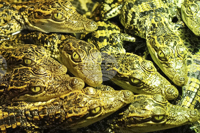 Няколко крокодила са открити в дренажен канал в египетско село