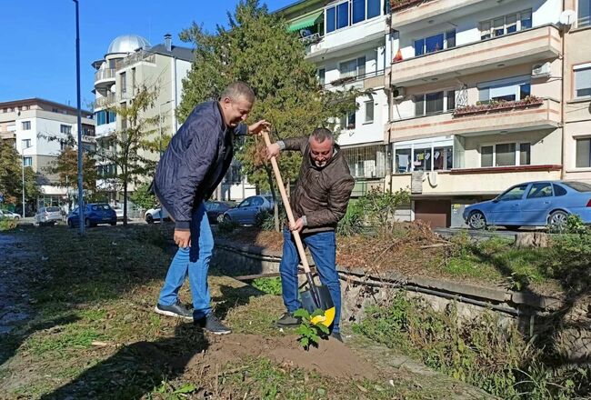 Община Плевен започна засаждане на фиданки червен дъб 