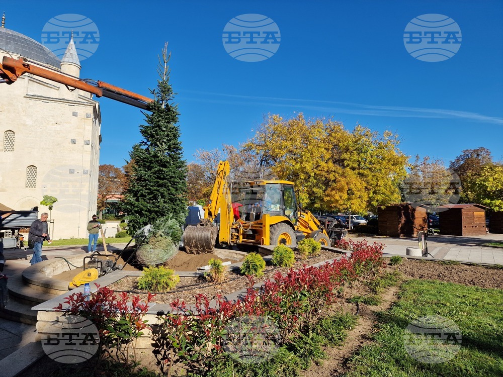 Новата коледна елха вече е пресадена в центъра на Разград