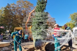 Разград - център - нова коледна елха