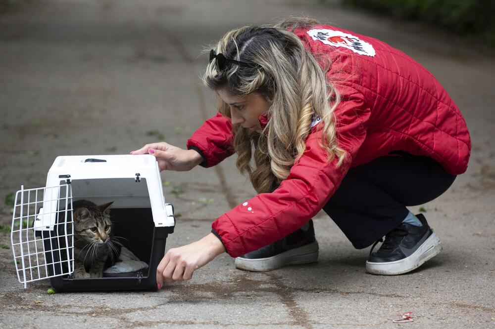 Столична община, район Средец: Продължава кампанията за кастрация на бездомни котки на ЧЕТИРИ ЛАПИ и район "Средец"