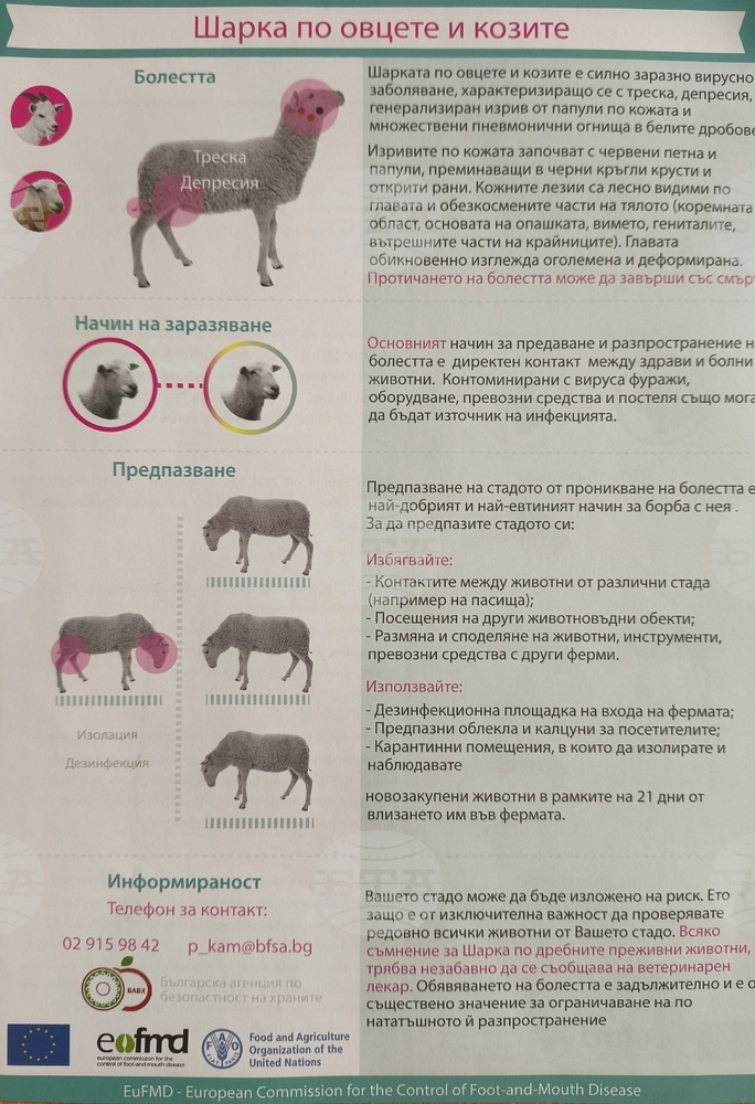В Сливен няма данни за огнища на шарка и чума по овцете и козите