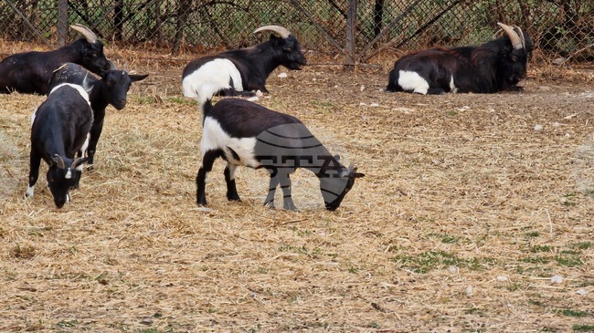 Зоологическата градина в София няма да посреща посетители от днес до 4 януари 2026 г. заради настройване на системите за плащания в евро 