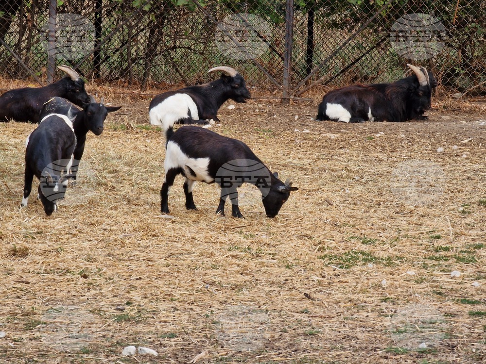 Зоологическата градина в София няма да посреща посетители от днес до 4 януари 2026 г. заради настройване на системите за плащания в евро 