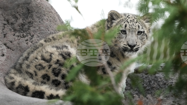 КАБАР: Киргизстан ще стане "снежния леопард" на Централна Азия, заяви премиерът Касъмалиев