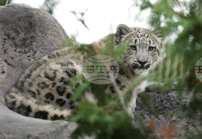 КАБАР: Киргизстан ще стане "снежния леопард" на Централна Азия, заяви премиерът Касъмалиев