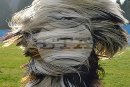 Симитли - Фестивал „Симитлия – Древната земя на кукерите“