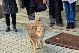 Ловеч - Протест срещу насилието над животни