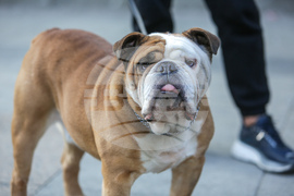 Протест срещу насилието над животни