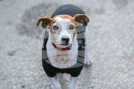 Протест срещу насилието над животни