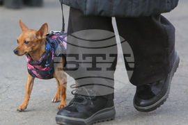 Протест срещу насилието над животни