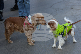 Протест срещу насилието над животни