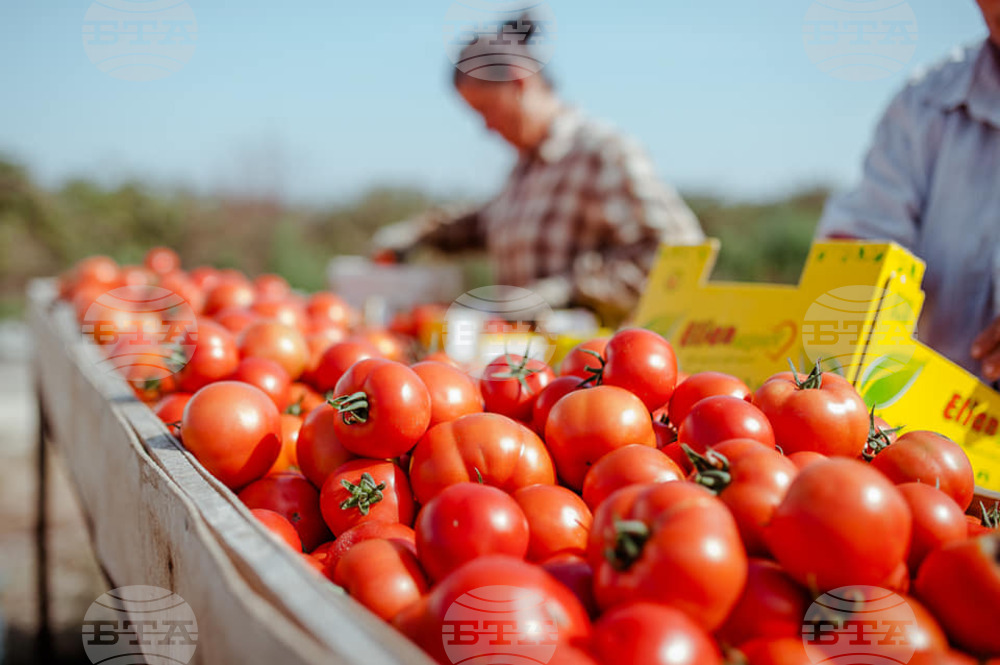 Албания е отчела рекорден износ на земеделска продукция през 2022 г.