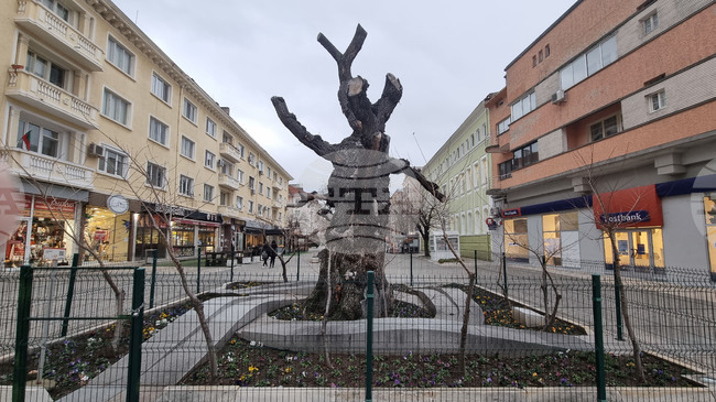 Сливен - Вековно дърво - Старият бряст