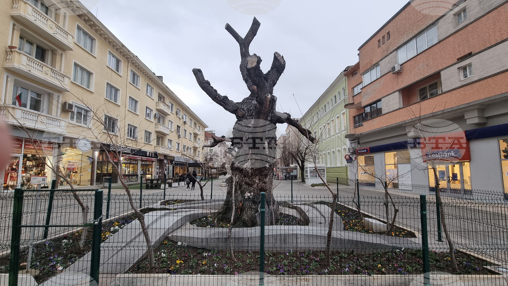 Сливен - Вековно дърво - Старият бряст