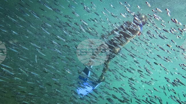 Над 16 000 нови растителни и животински вида откриват учените всяка година