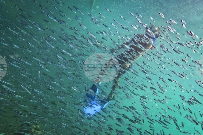 Риби целенасочено повишават телесната си температура, когато са болни, установи проучване