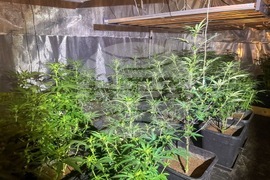 Акция - наркооранжерия