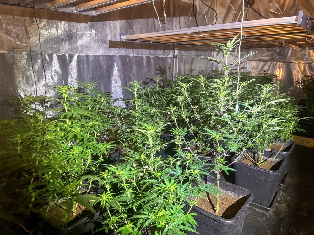 Акция - наркооранжерия