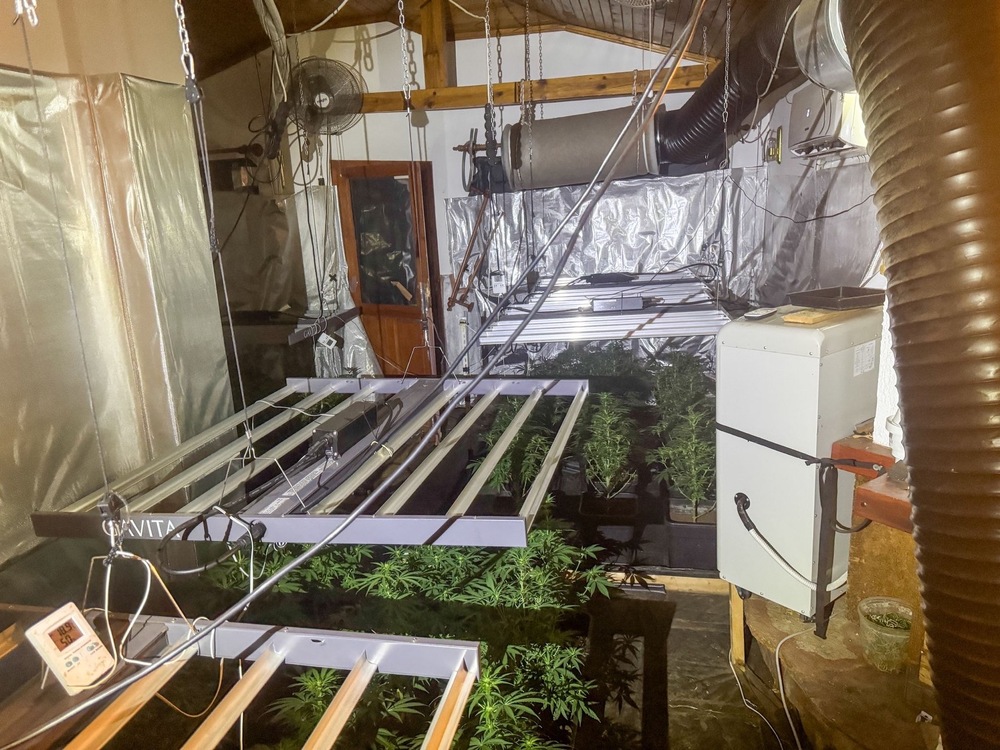 Акция - наркооранжерия