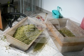 Акция - наркооранжерия