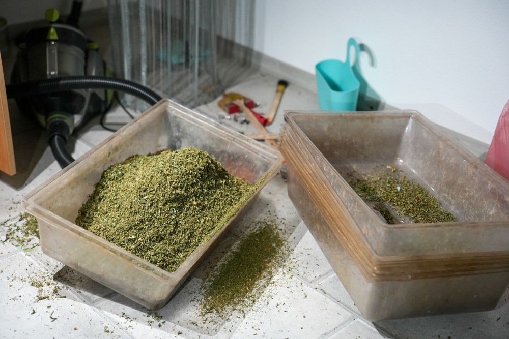 Акция - наркооранжерия