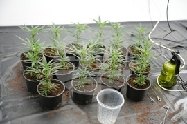 Акция - наркооранжерия