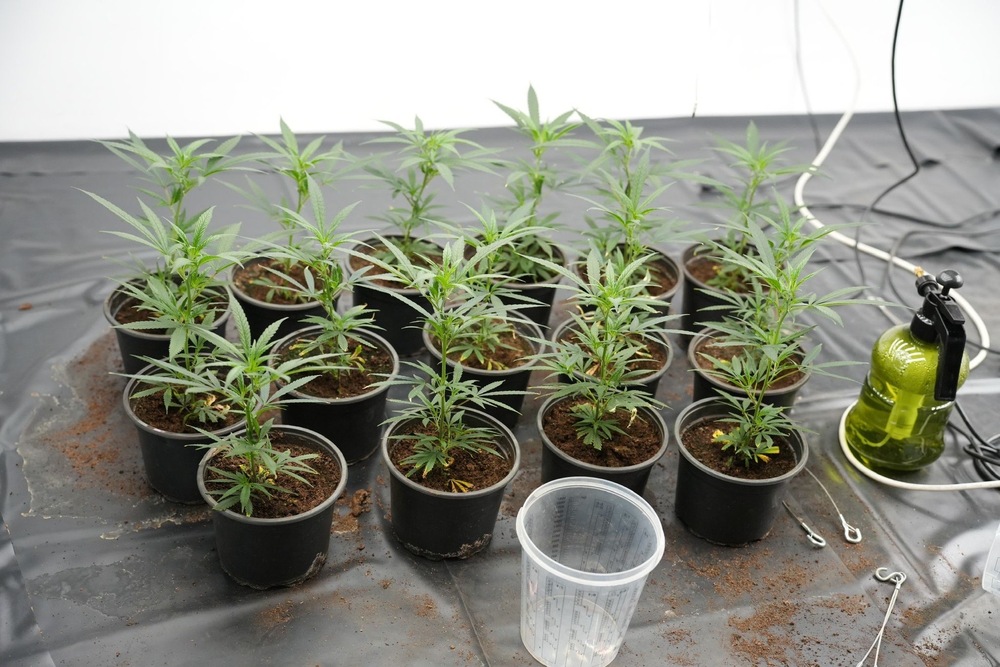 Акция - наркооранжерия