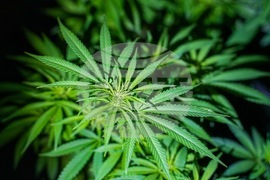 Акция - наркооранжерия