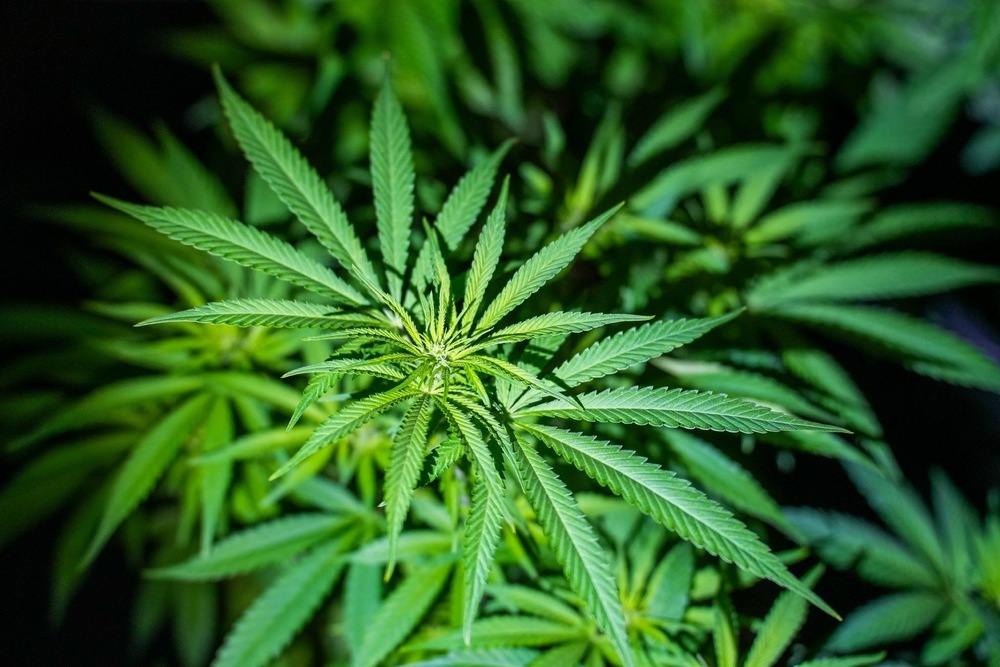 Акция - наркооранжерия