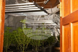 Акция - наркооранжерия