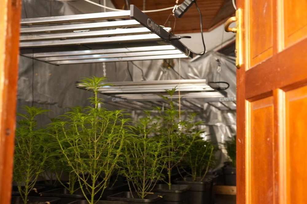 Акция - наркооранжерия