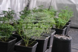 Акция - наркооранжерия