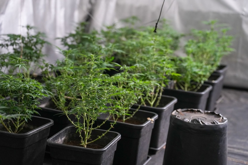 Акция - наркооранжерия