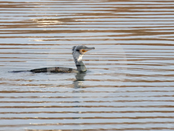 Снимка: Българско дружество за защита на птиците 