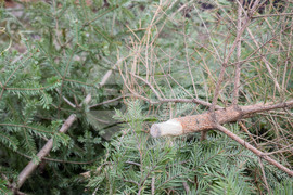 Банско - коледни елхи - кампания