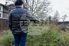 Банско - коледни елхи - кампания