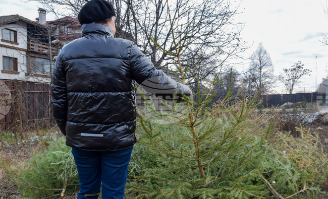 Банско - коледни елхи - кампания