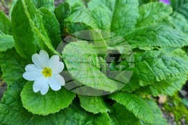 Търговище - цъфнали иглики - есен