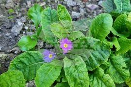 Търговище - цъфнали иглики - есен