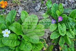 Търговище - цъфнали иглики - есен