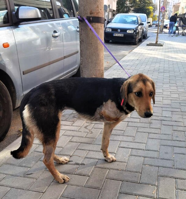 Община Асеновград: Спешно се търси дом на пострадало кученце в Асеновград