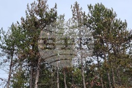 Хисаря - теренна проверка - борова процесионка