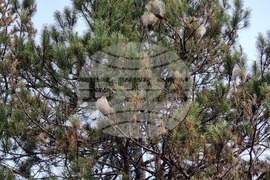 Хисаря - теренна проверка - борова процесионка