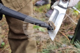 Хисаря - теренна проверка - борова процесионка