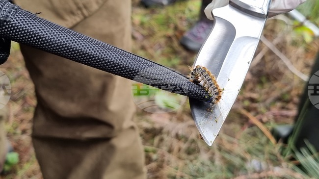 Община Банско предприема превантивни мерки за ограничава на разпространението на борова процесионка