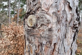 Хисаря - теренна проверка - борова процесионка