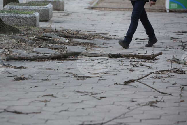 Над 20 сигнала, свързани със силния поривист вятър в София, са получили в Столичната община